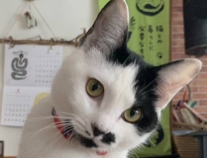 白黒猫
