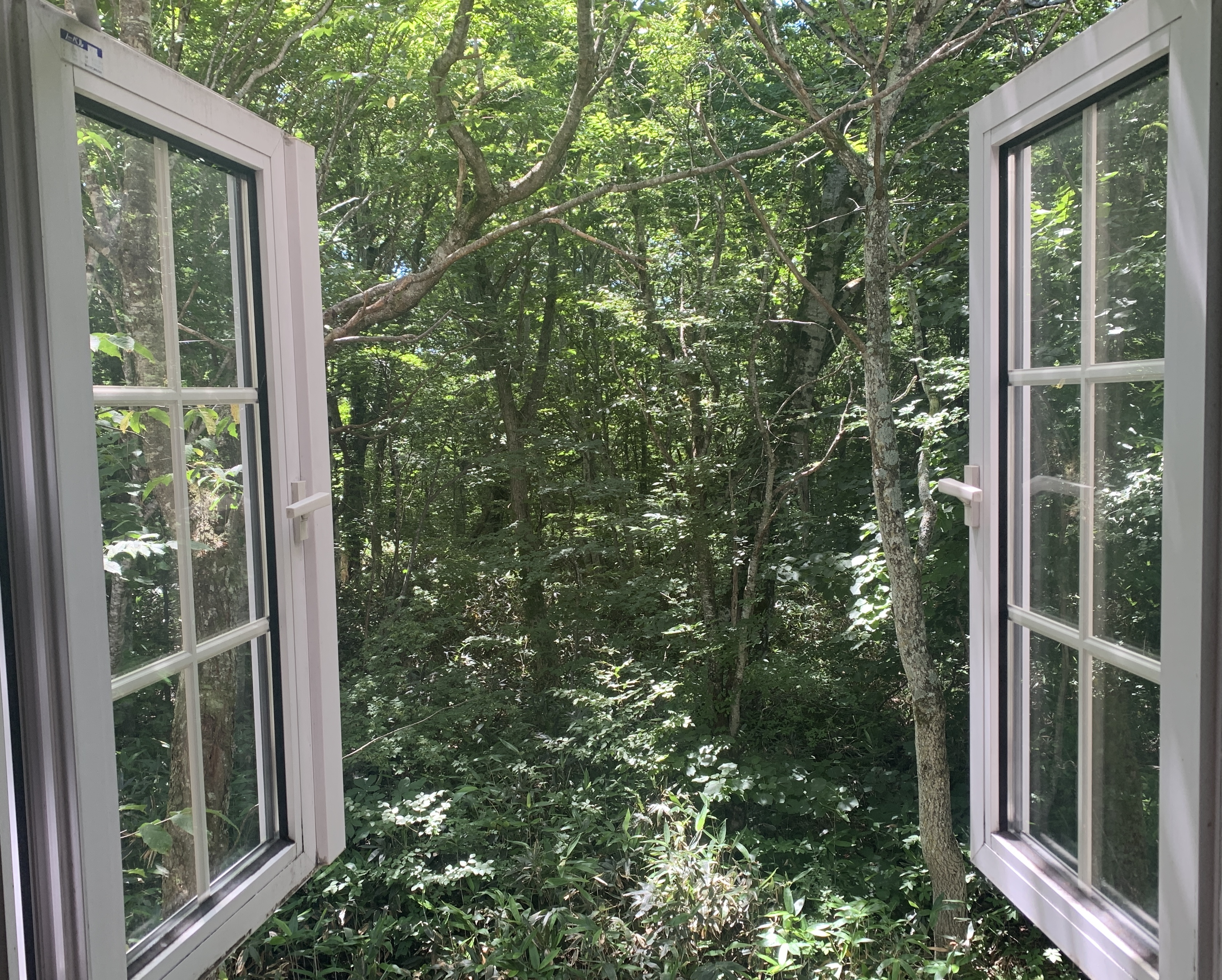 ラポールの客室から見えるブナの森