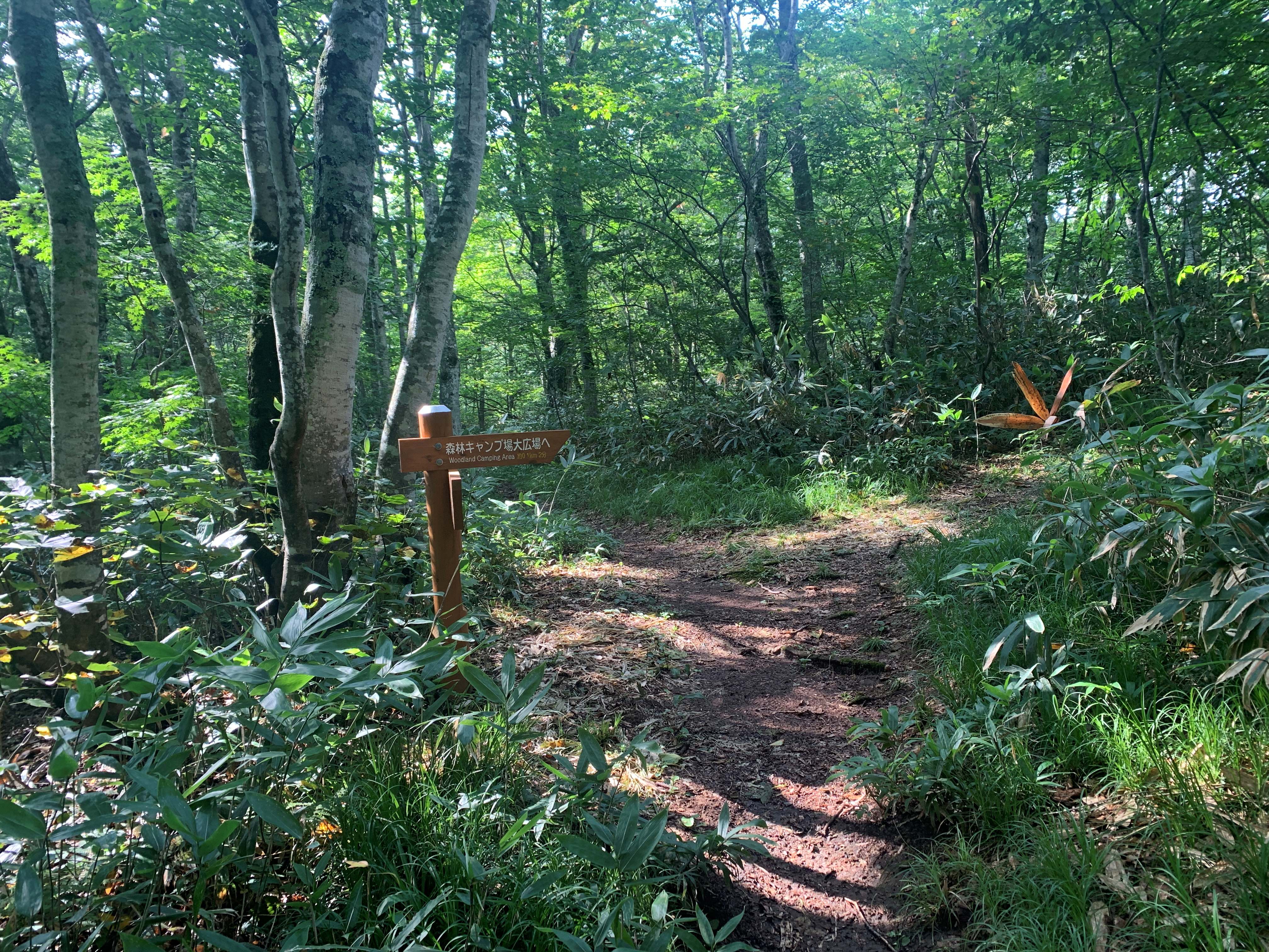 玉原高原の登山道とブナ林への分かれ道